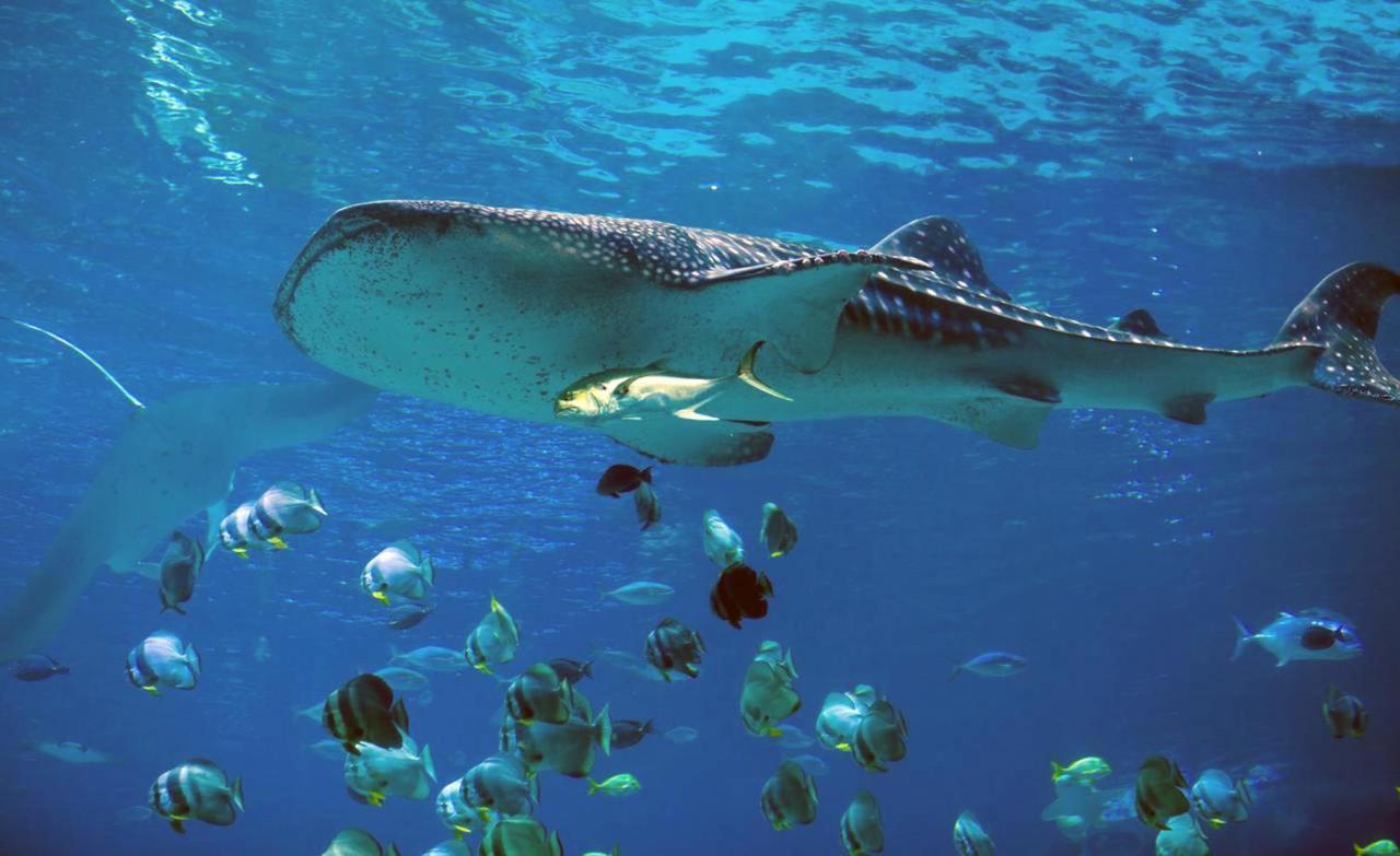 Dharavandhoo Stay Exteriér fotografie